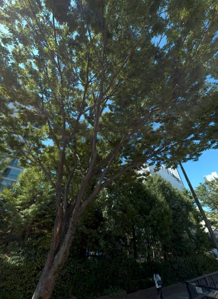 tree photo
