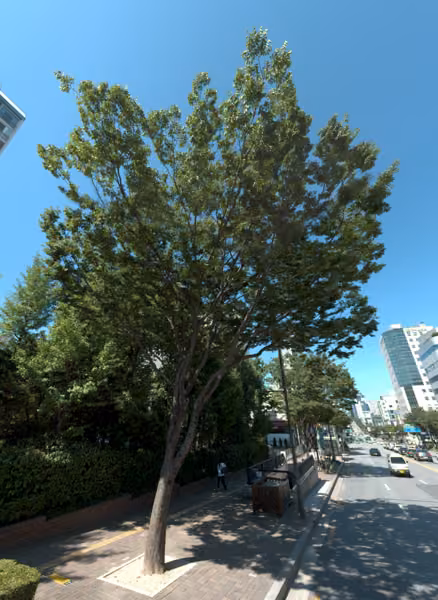 tree photo