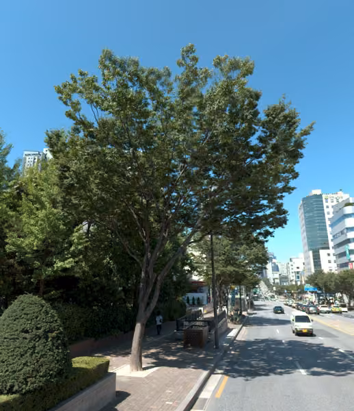 tree photo