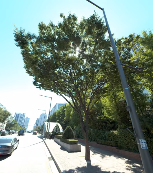 tree photo