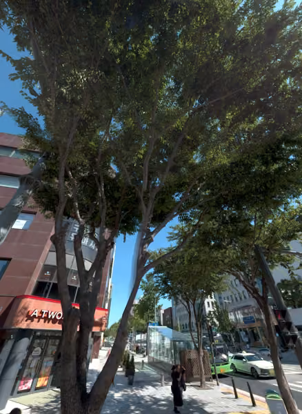 tree photo