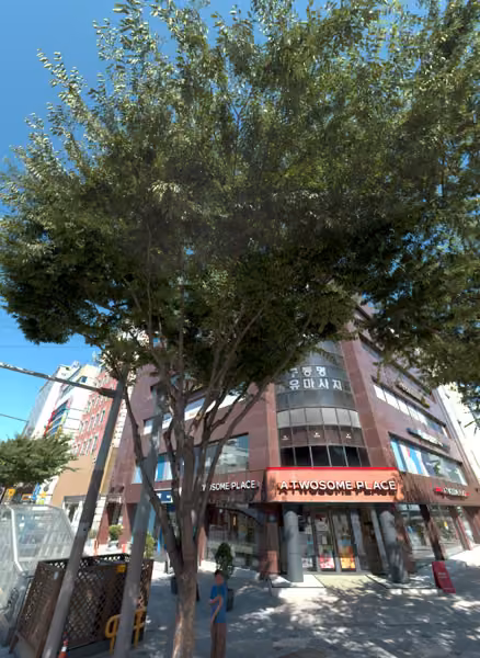 tree photo