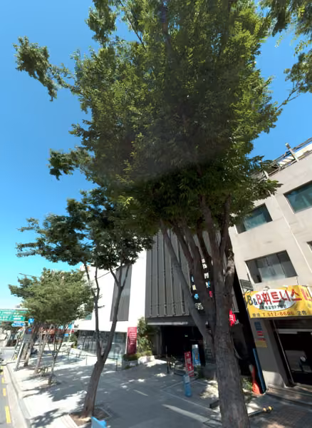 tree photo