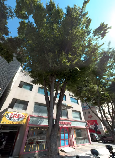 tree photo