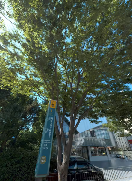tree photo