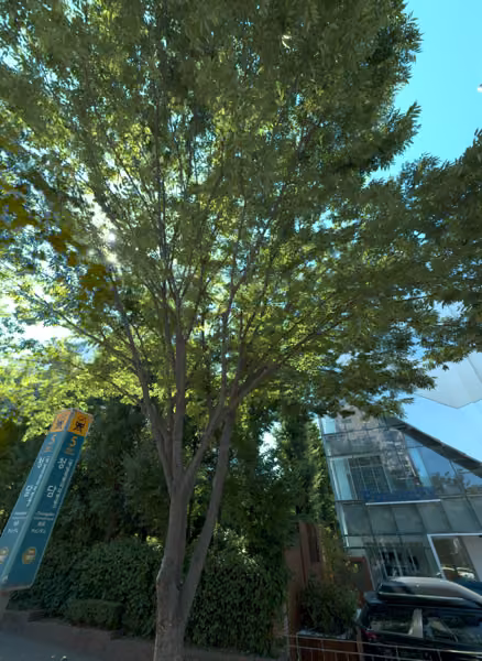 tree photo