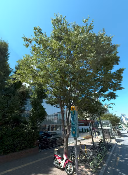 tree photo