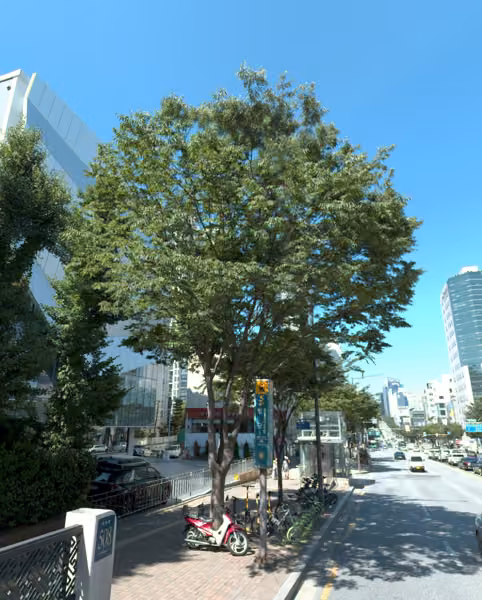 tree photo