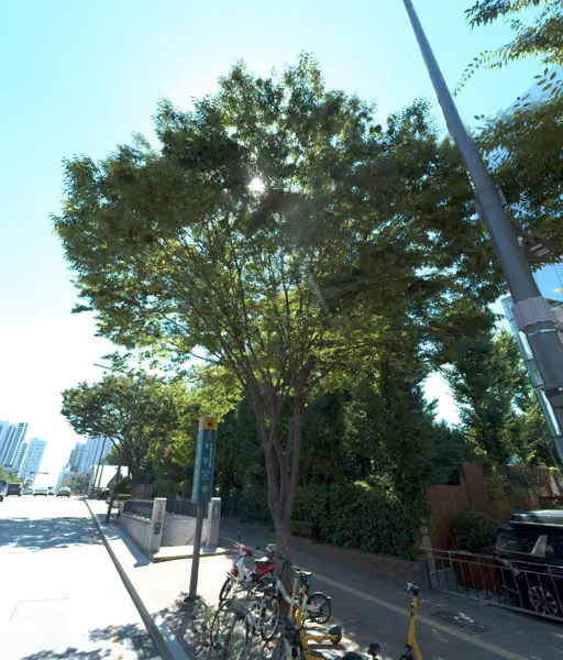 tree photo