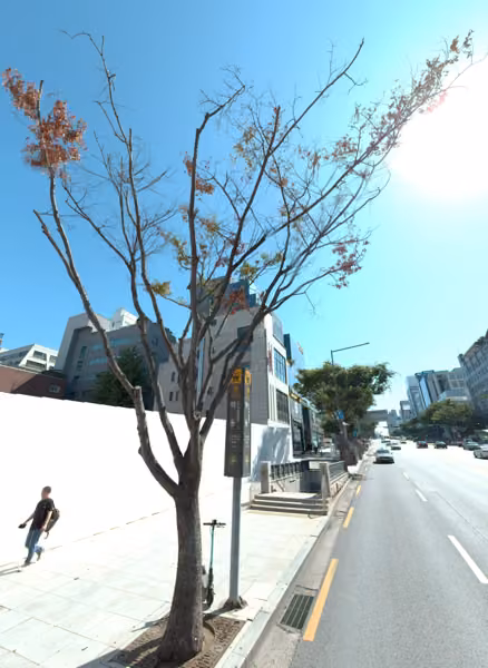 tree photo