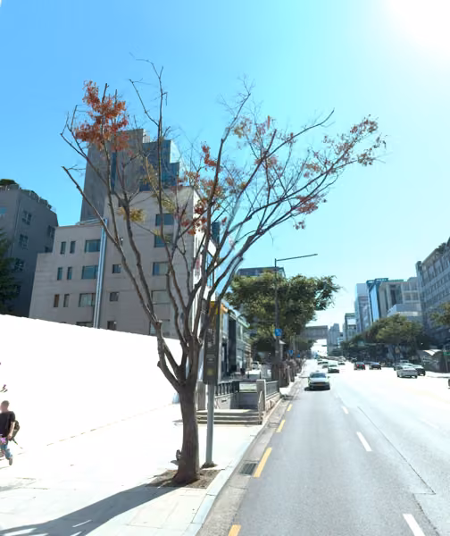 tree photo