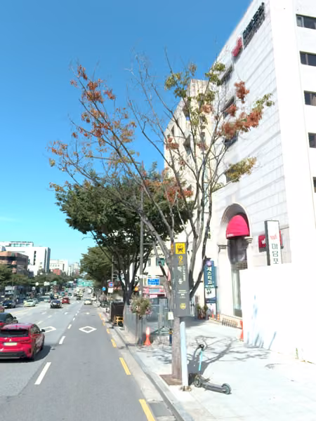 tree photo