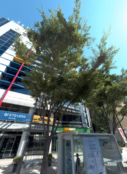 tree photo