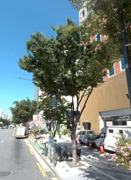 tree photo