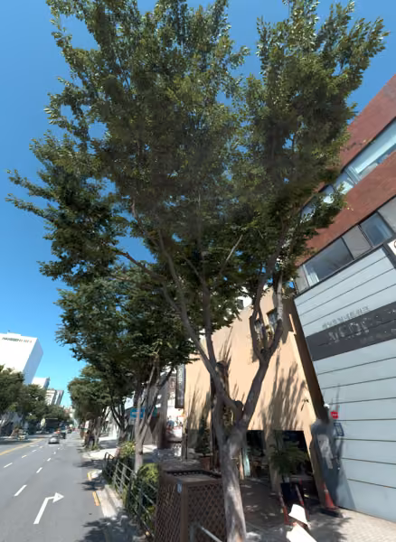 tree photo