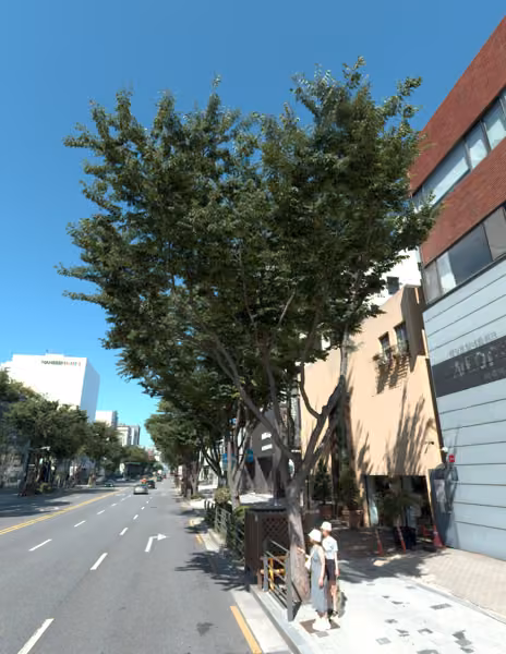 tree photo