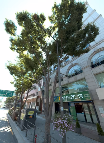 tree photo