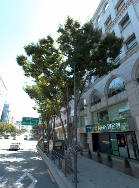 tree photo