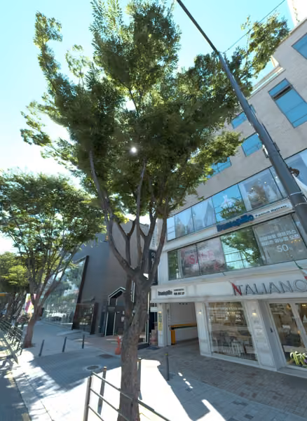 tree photo