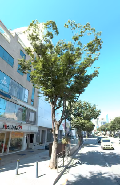 tree photo