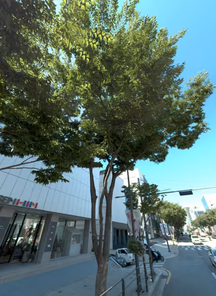 tree photo