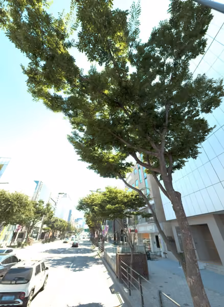 tree photo