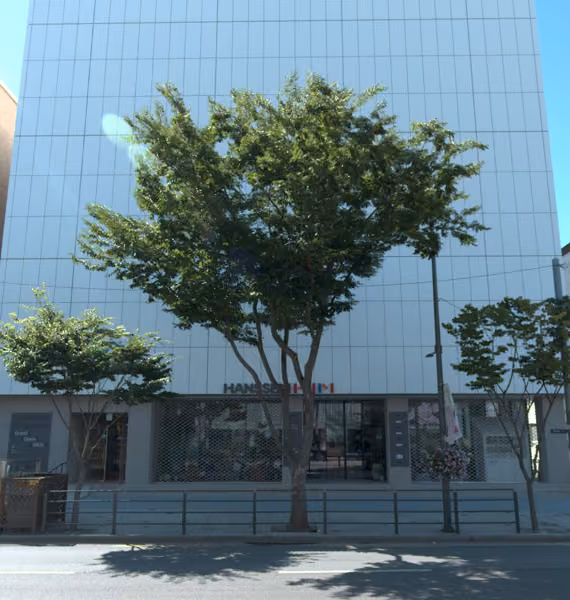 tree photo
