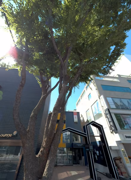 tree photo