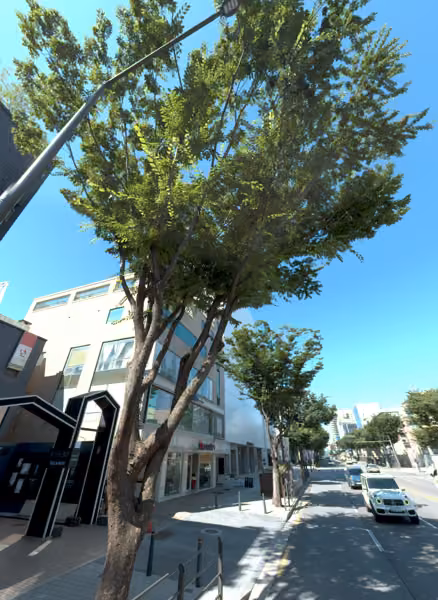 tree photo