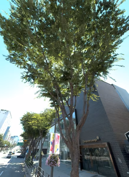 tree photo