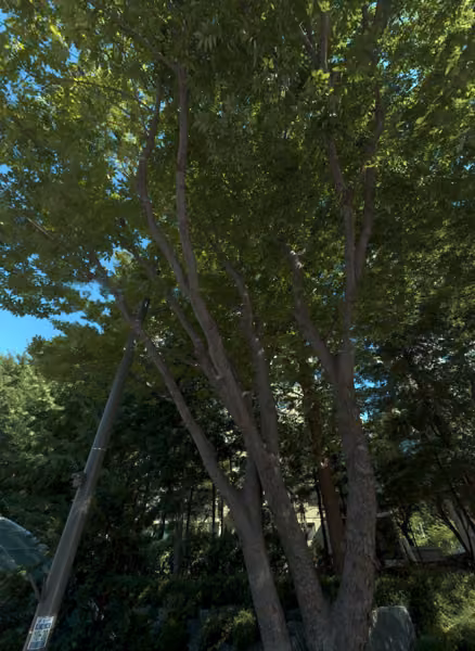 tree photo