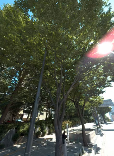 tree photo