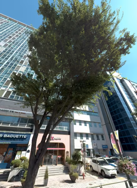tree photo