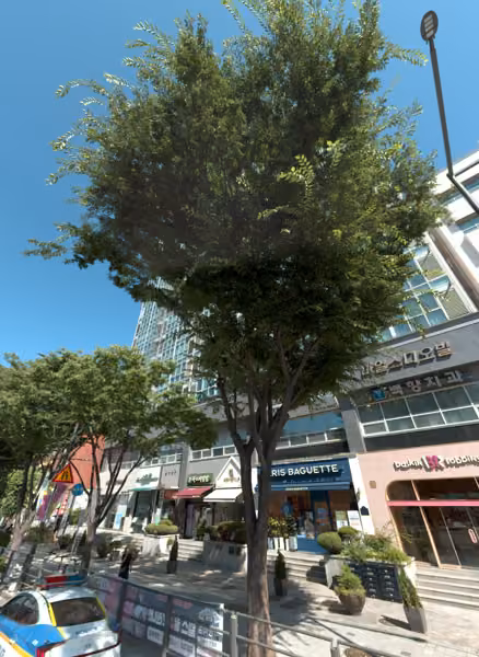 tree photo