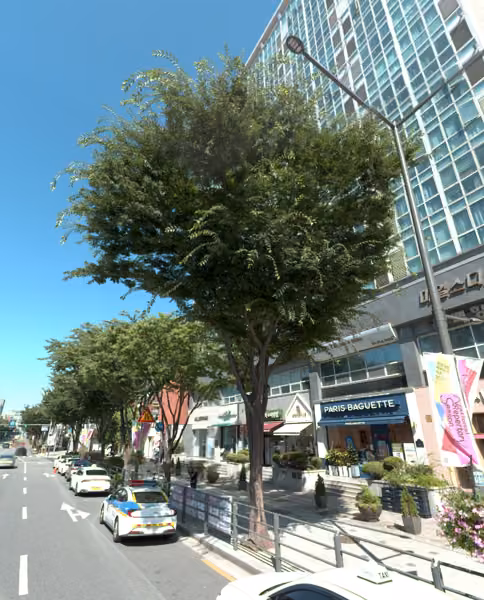 tree photo