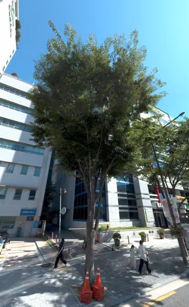 tree photo