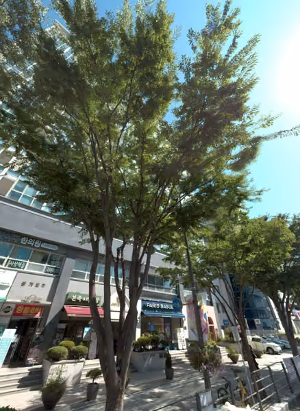 tree photo