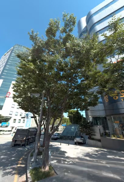tree photo