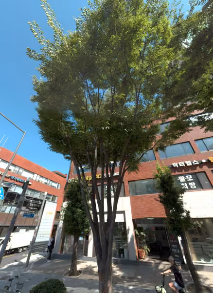 tree photo