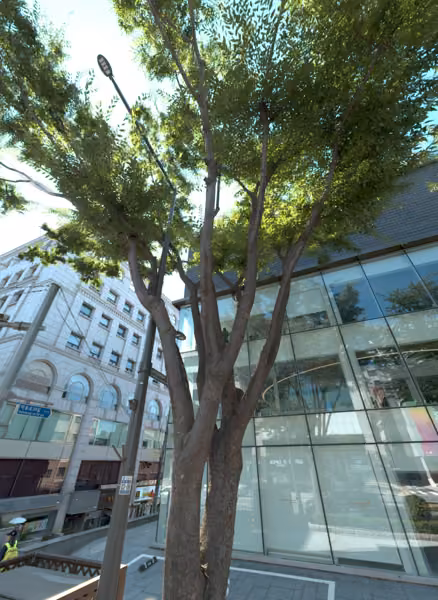 tree photo