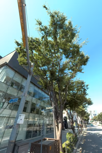 tree photo