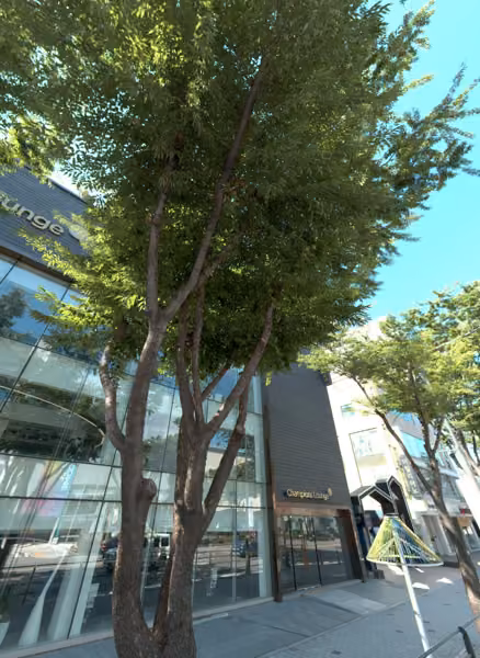 tree photo