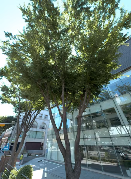 tree photo