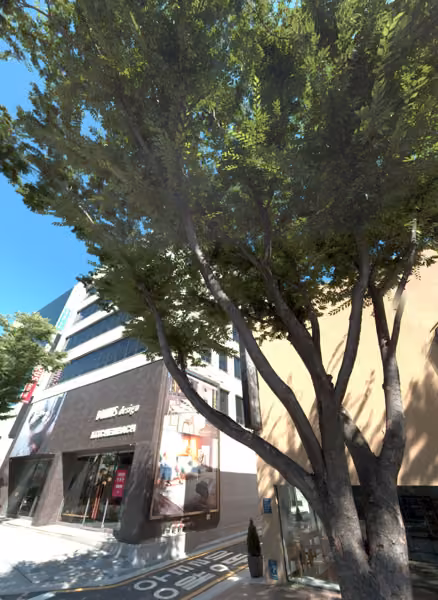 tree photo