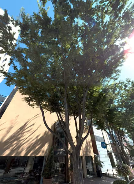 tree photo