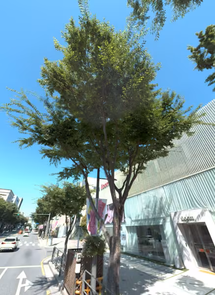 tree photo
