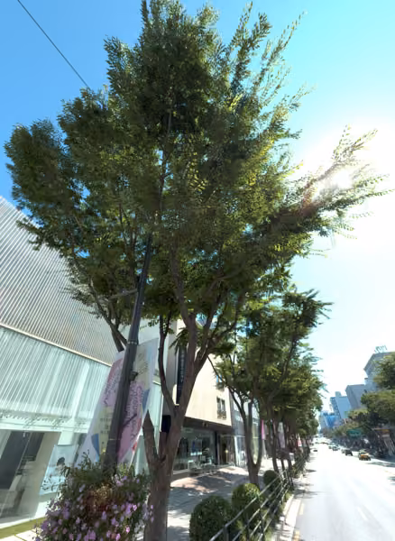 tree photo