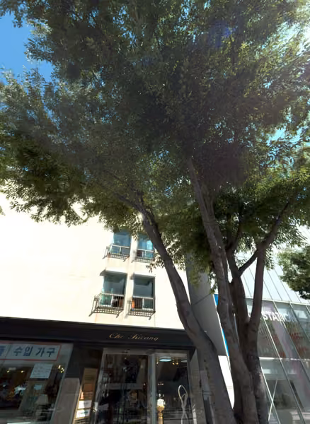 tree photo