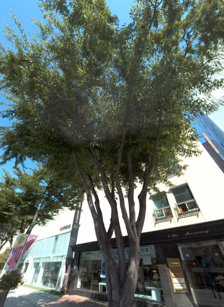 tree photo