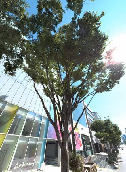 tree photo